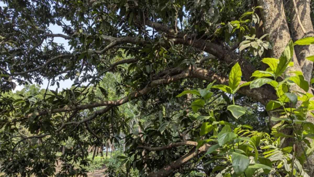 আম গাছ থেকে পড়ে গৃহবধূর মৃত্যু