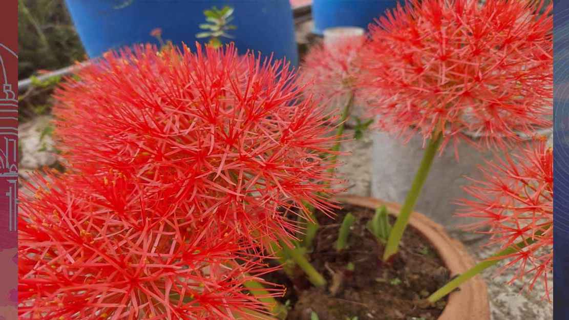 বাড়ির ছাদে ছাদে শোভা পাচ্ছে মে ফ্লাওয়ার