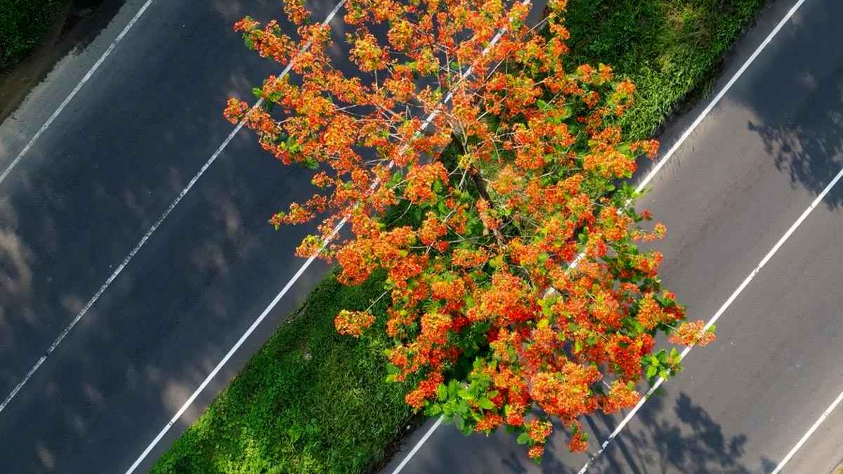 চোখ ধাঁধানো ফুলের রাজ্যে ঢাকা-চট্টগ্রাম মহাসড়ক