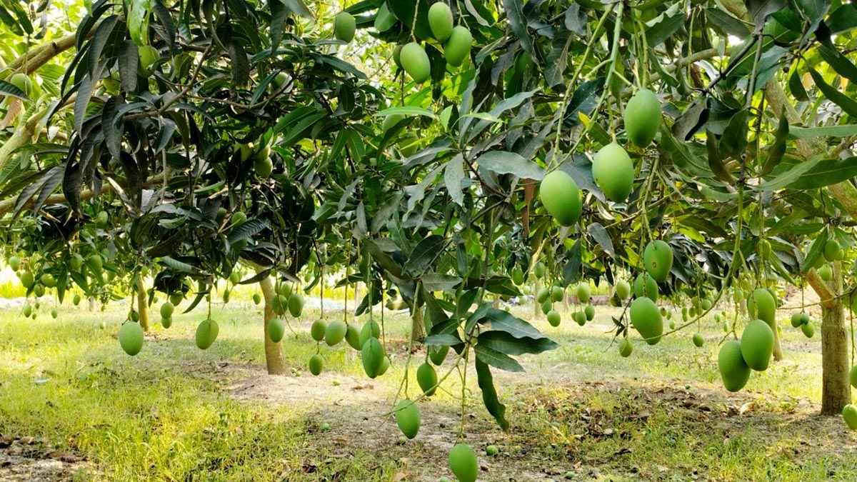 ২২ মে থেকে বাজারে আসছে নওগাঁর আম