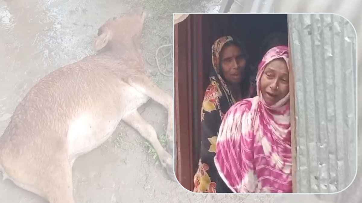 লালমনিরহাটে গরু বাঁচাতে গিয়ে মা-ছেলের মর্মান্তিক মৃত্যু