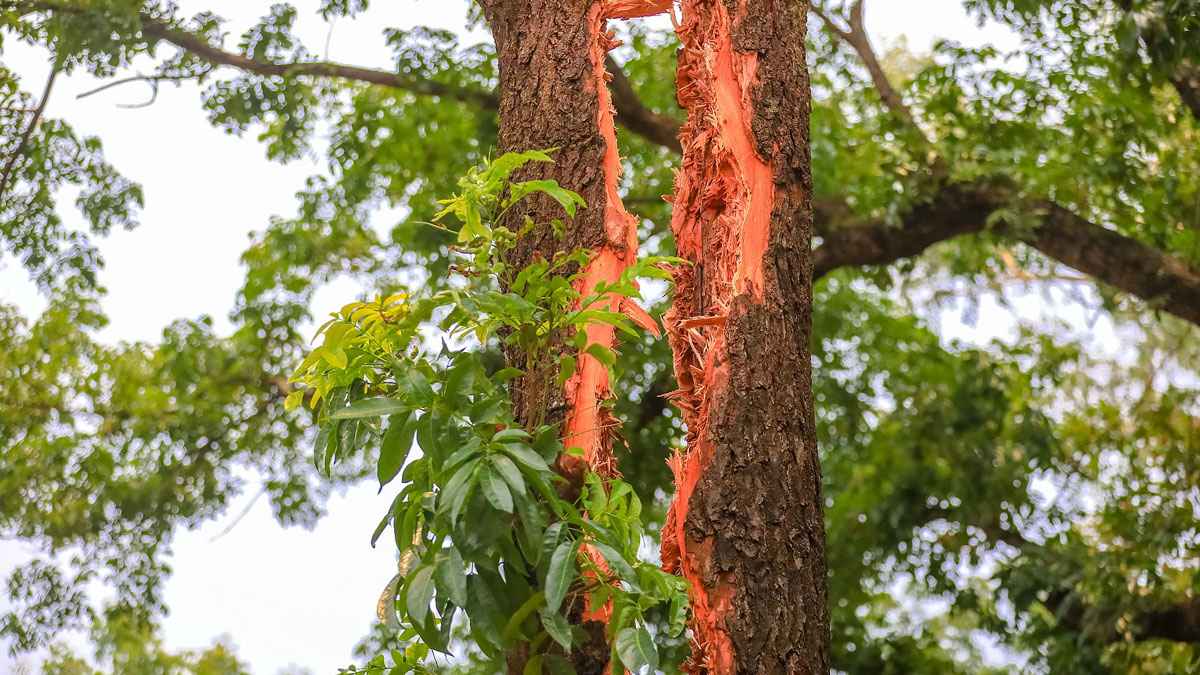 পাবনায় বজ্রপাতে বিশাল মেহগনি গাছ দ্বিখণ্ডিত