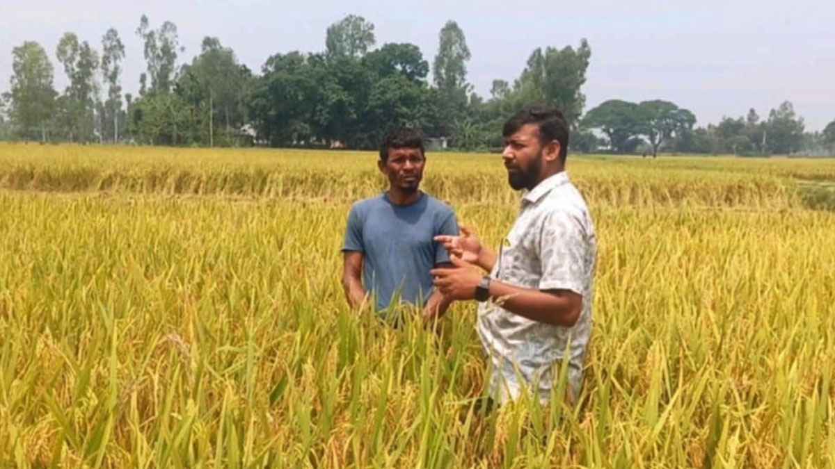 খেতে ধান ৮০ শতাংশ পাকলেই কাটার পরামর্শ