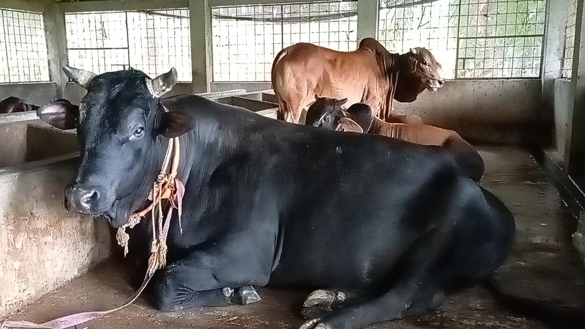 pirojpur_1 pirojpur_1