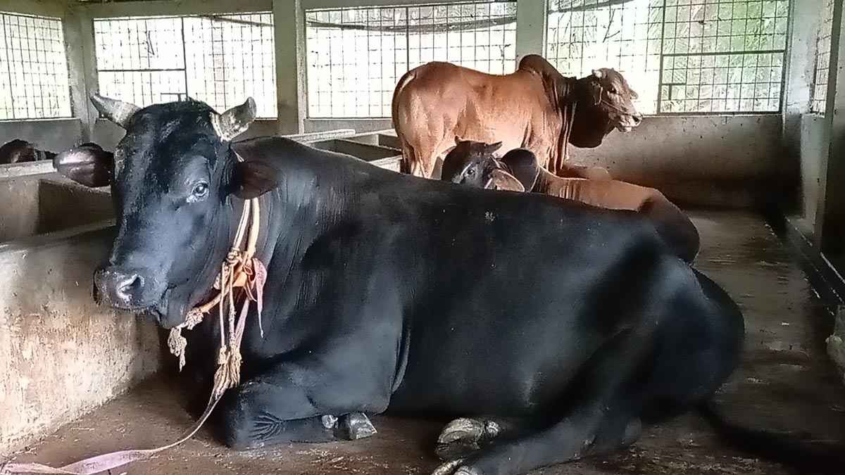 কোরবানিতে চাহিদার চেয়ে বেশি পশু প্রস্তুত, লোকসানের শঙ্কায় খামারিরা