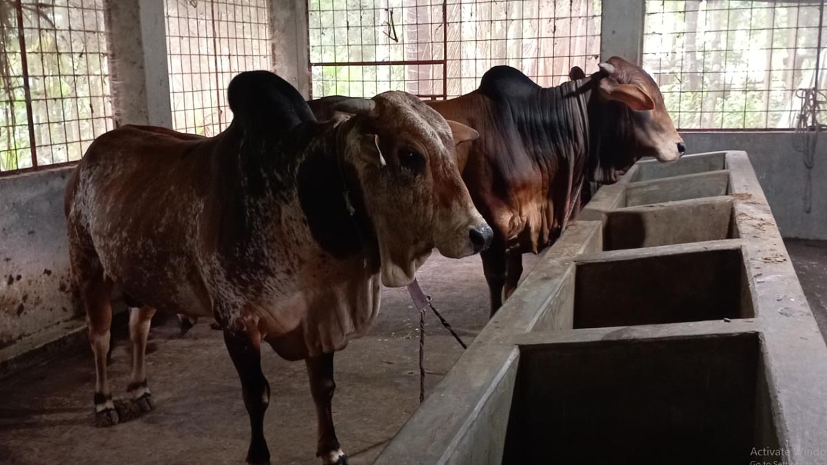 pirojpur_2 pirojpur_2