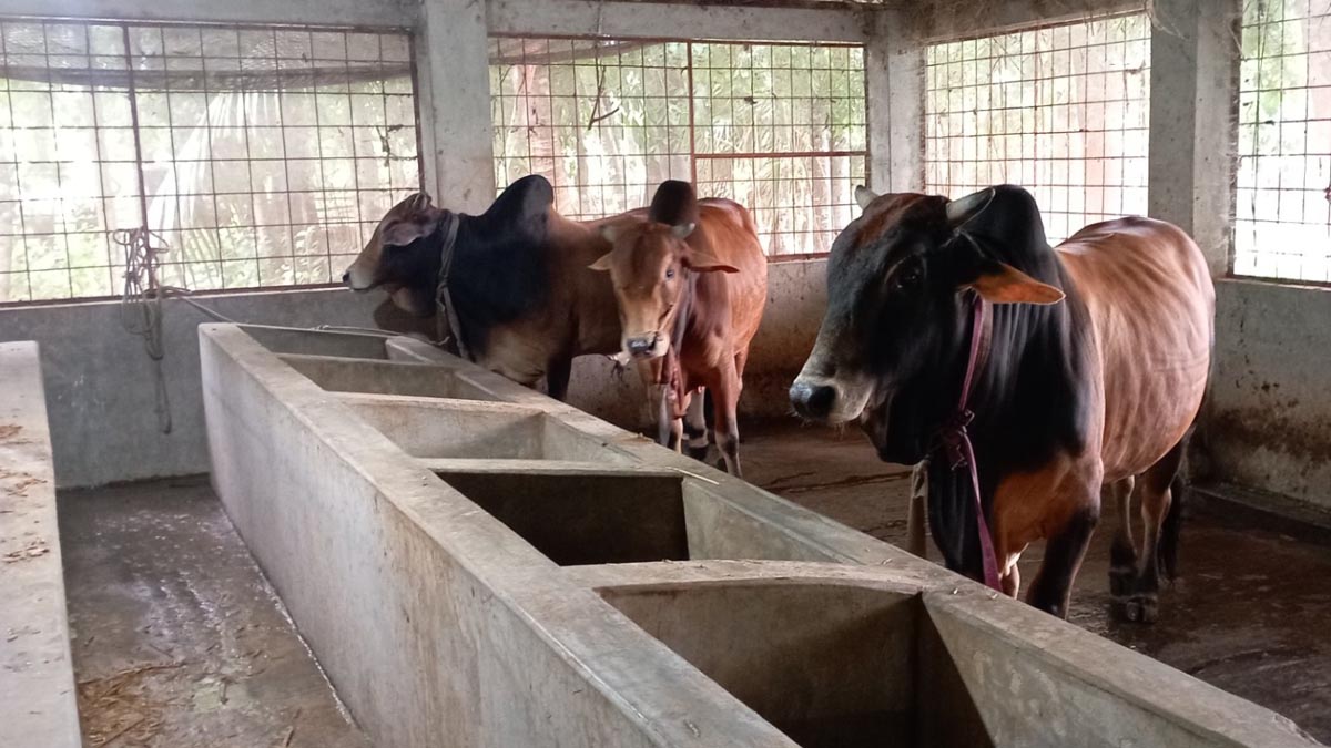 pirojpur_3 pirojpur_3