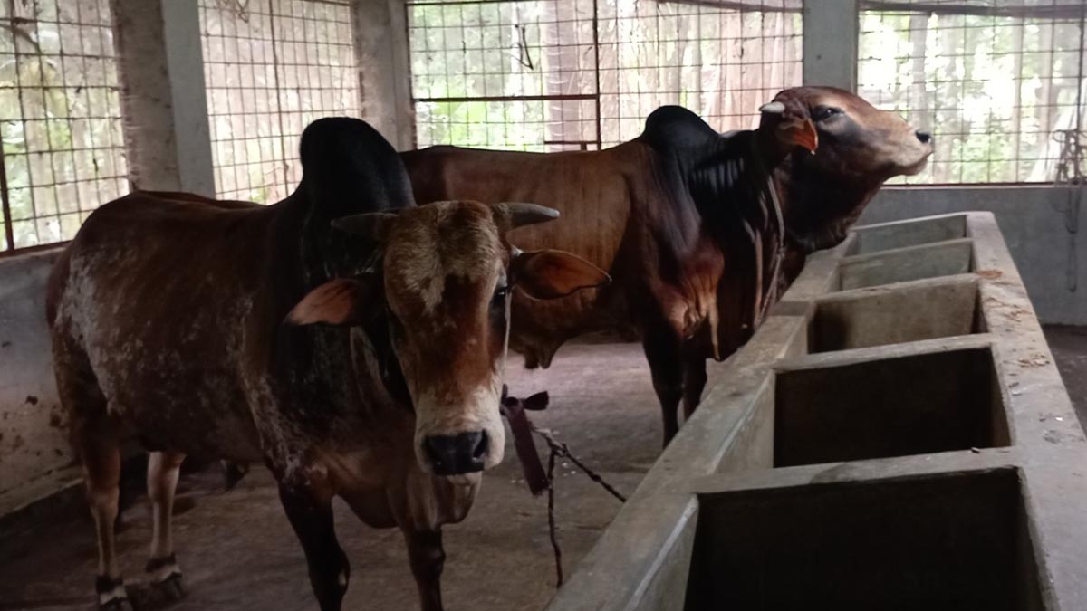 pirojpur_5 pirojpur_5