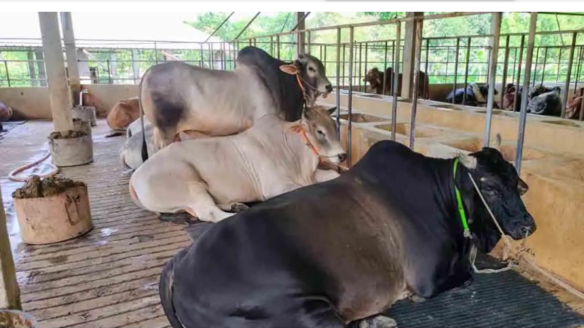 pirojpur_6 pirojpur_6