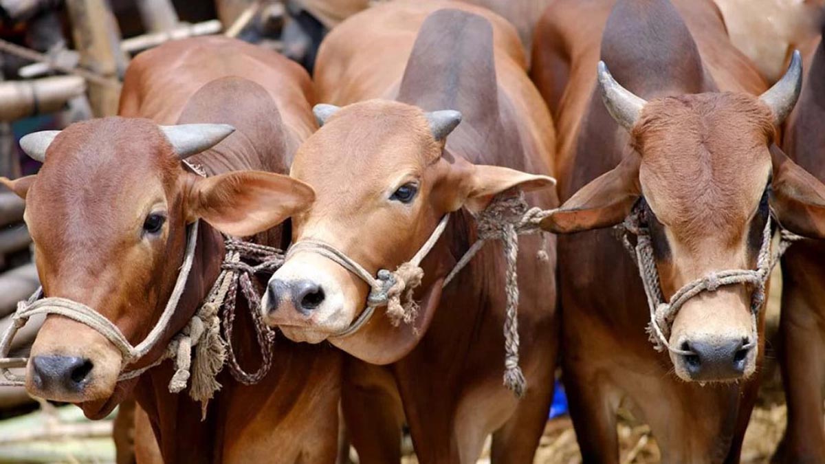 pirojpur_7 pirojpur_7