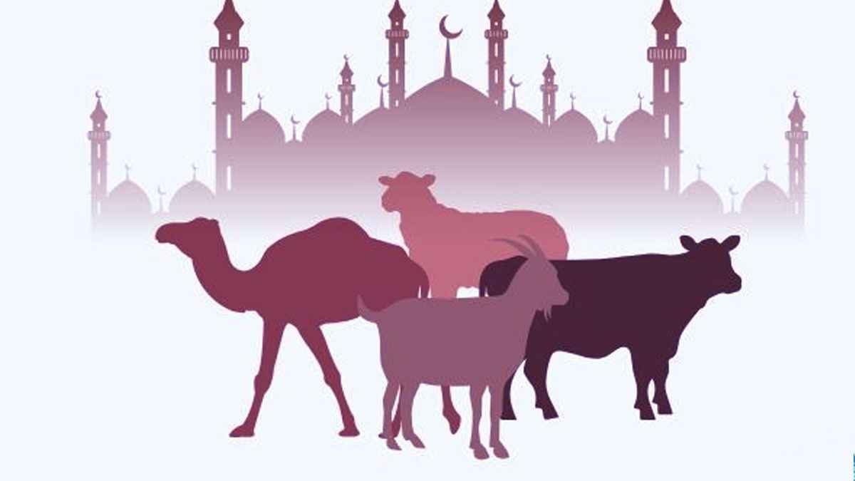 কোরবানিতে শরিকের সংখ্যা নিয়ে ভুল ধারণা