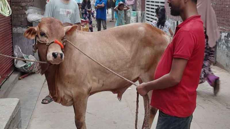 নামাজ না পড়লে কোরবানি হবে?