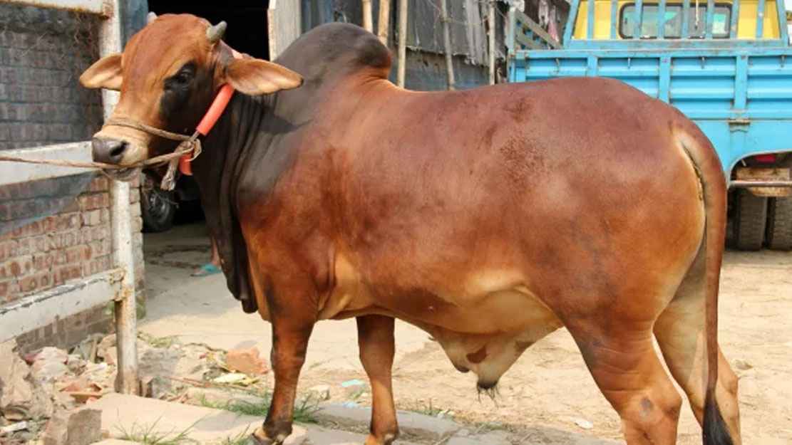 শরিকদের কেউ কম টাকা দিলে কোরবানি শুদ্ধ হবে?