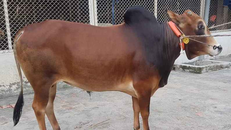 কোরবানির গরুর বয়স কত বছর হওয়া জরুরি