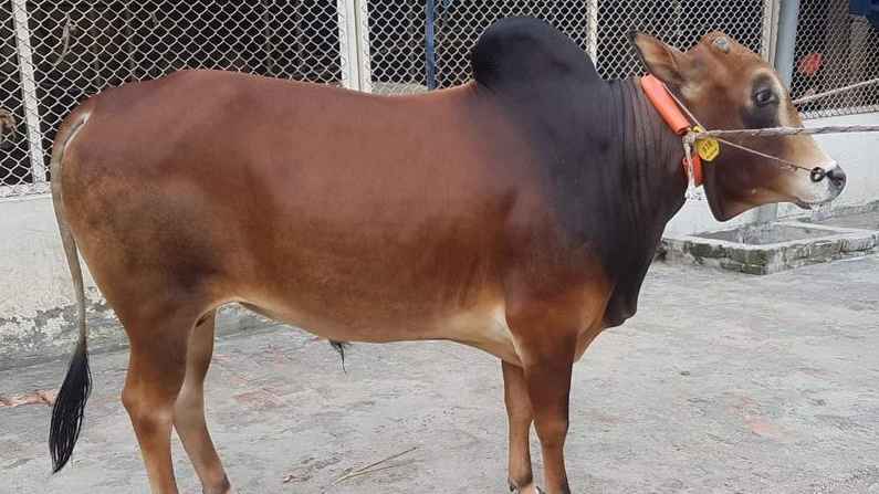 কোরবানির প্রতিটি ধাপে শরিয়তের নির্দেশনা জানুন