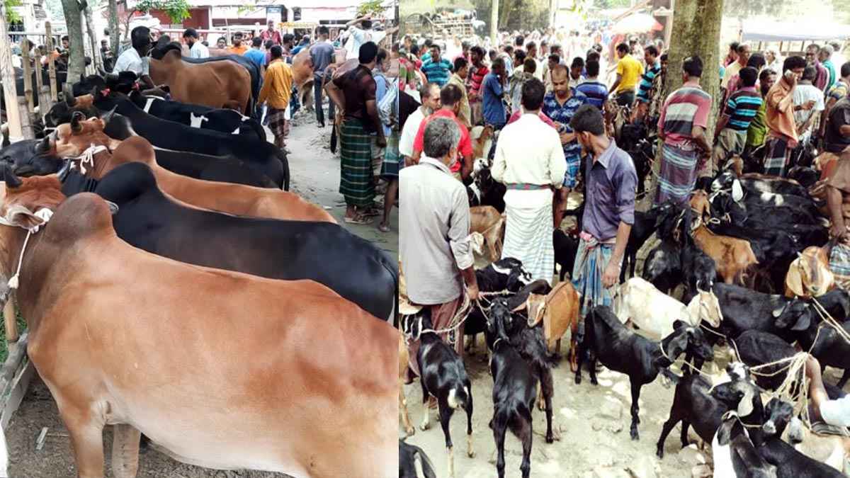 রাজবাড়িতে এবার গরুর চেয়ে ছাগল বেশি