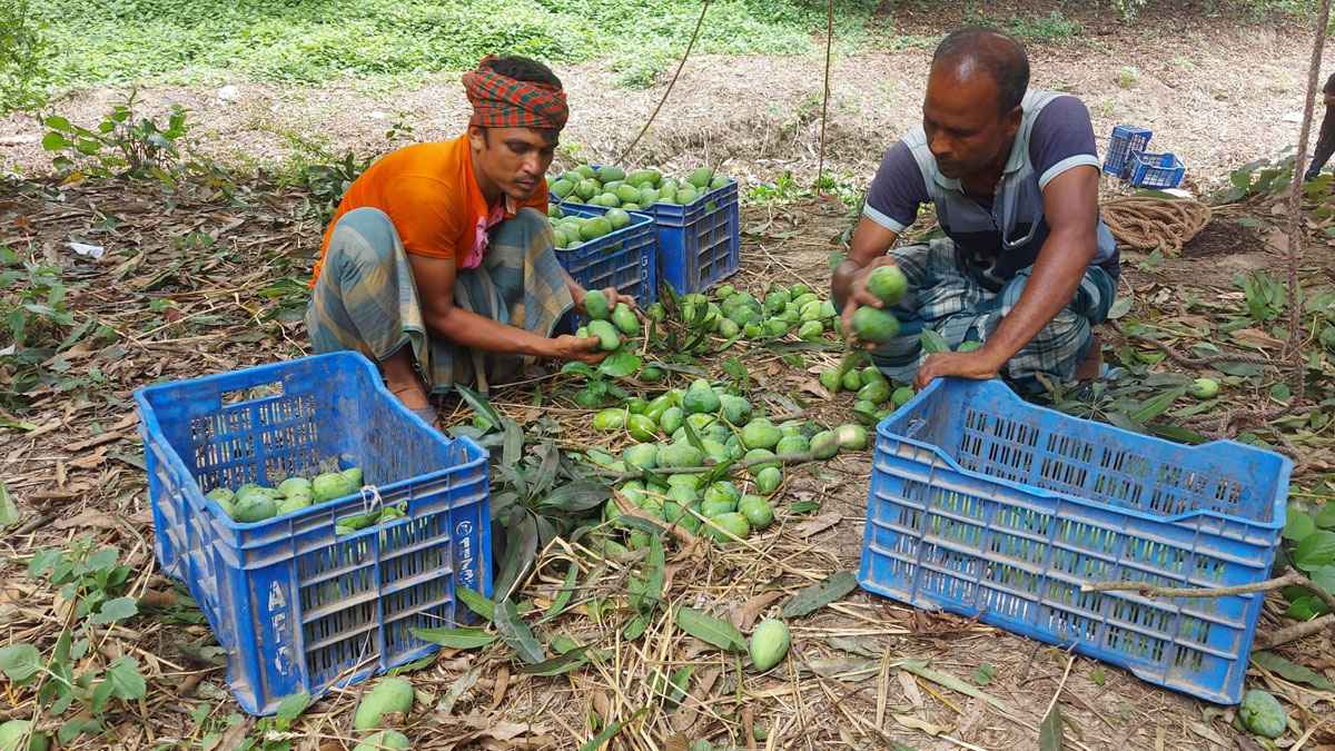 রাজশাহীতে আম সংগ্রহ শুরু