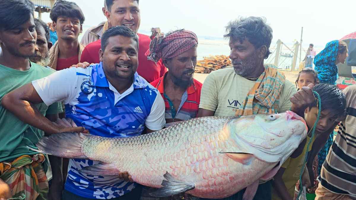 পদ্মা নদীতে ধরা পড়েছে ২৮ কেজির বিশাল কাতলা মাছ