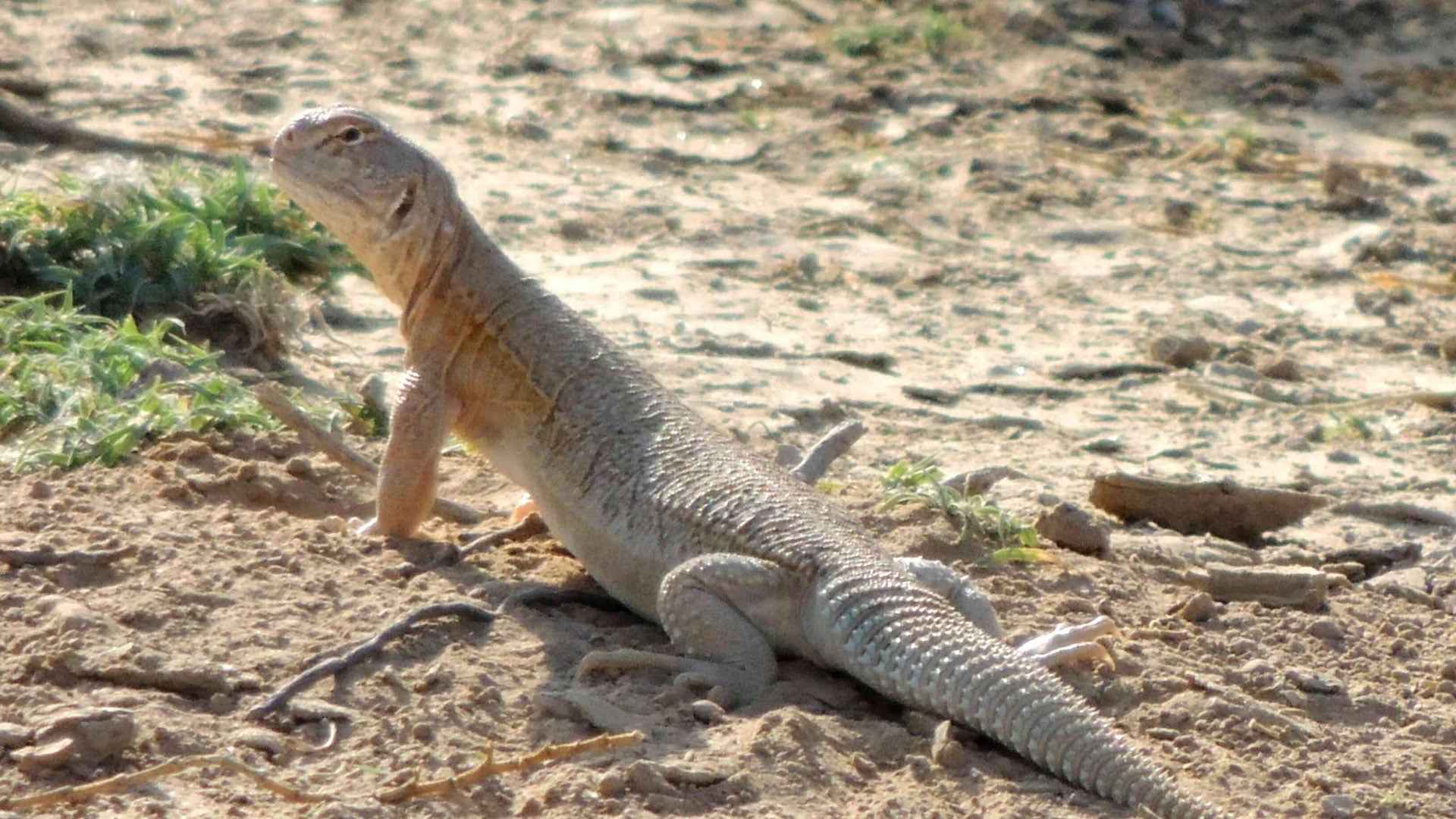 সান্ডা বা দব খাওয়া ইসলামে জায়েজ কিনা