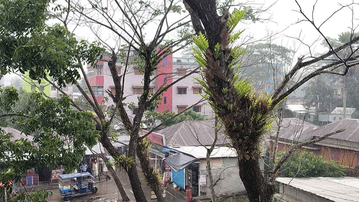 শরীয়তপুরে স্বস্তির বৃষ্টি, সঙ্গে ঠান্ডা বাতাস