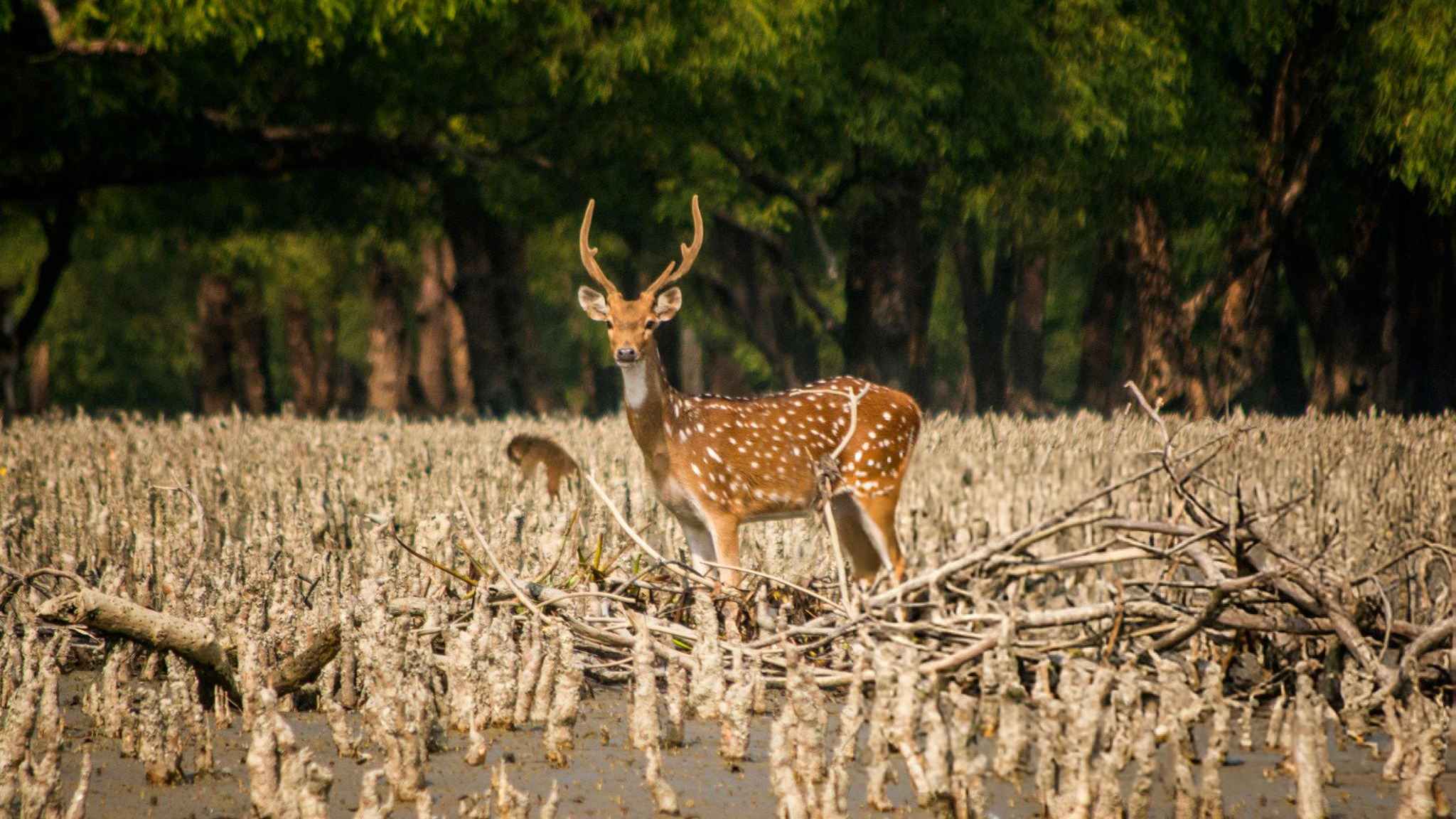হরিণ কোরবানি কি জায়েজ?