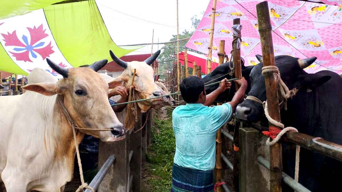 টাঙ্গাইলে গোবিন্দাসী গরুর হাটে ঘূর্ণিঝড়ের ধাক্কা