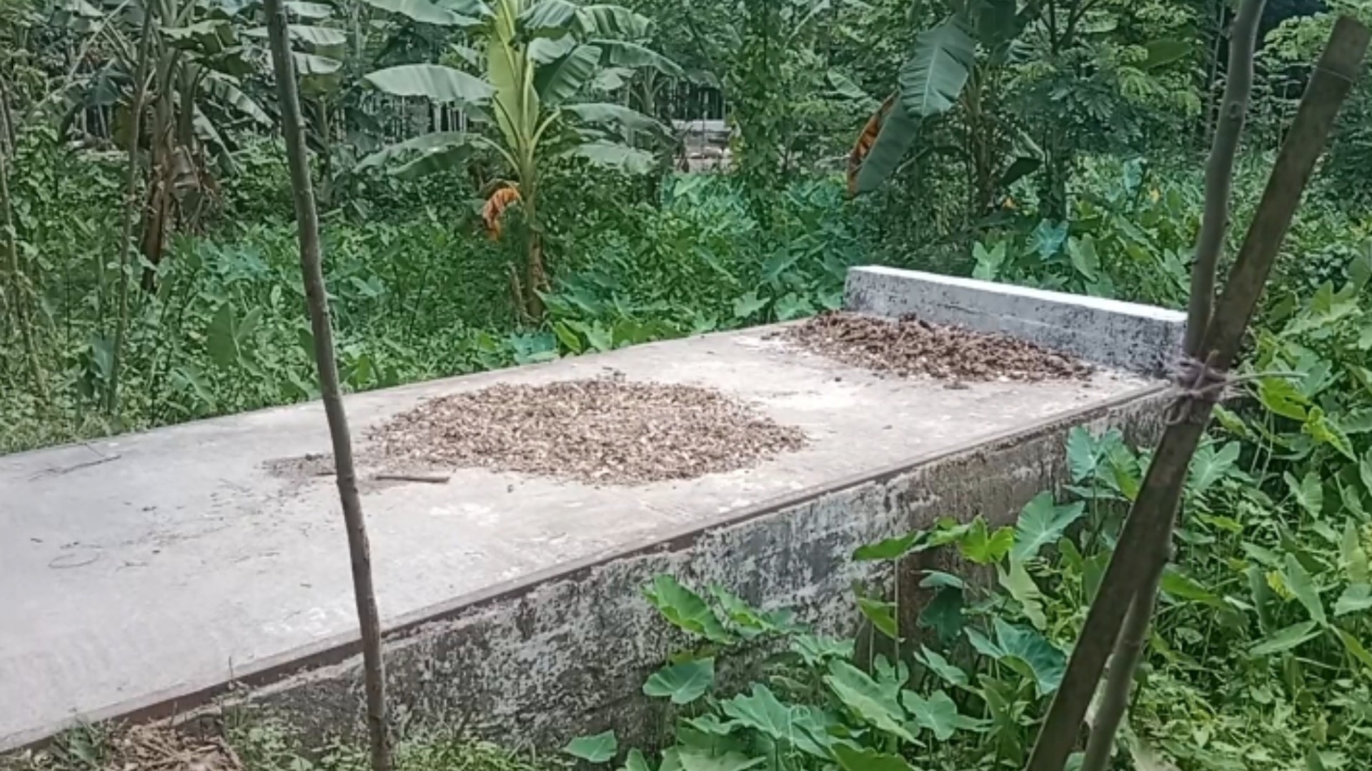 thumbnail_1000019554