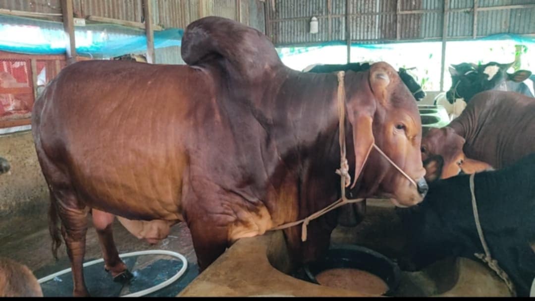 thumbnail_1000109663