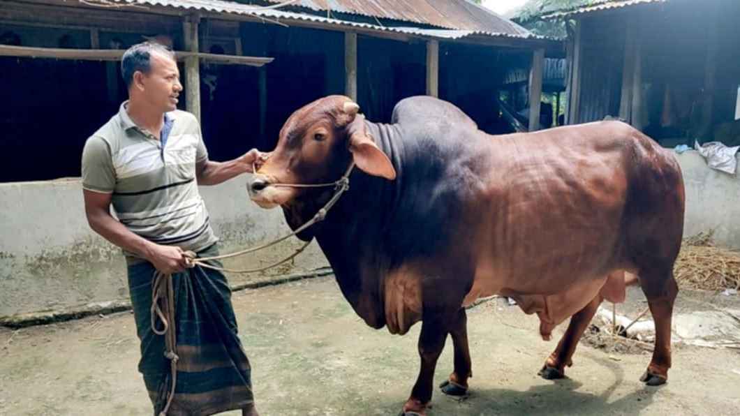 কোরবানির হাট কাঁপাবে ১৭ মণের ‘তুফান’