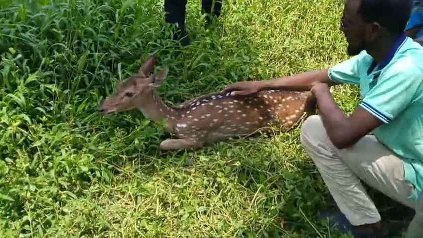 Sundarban