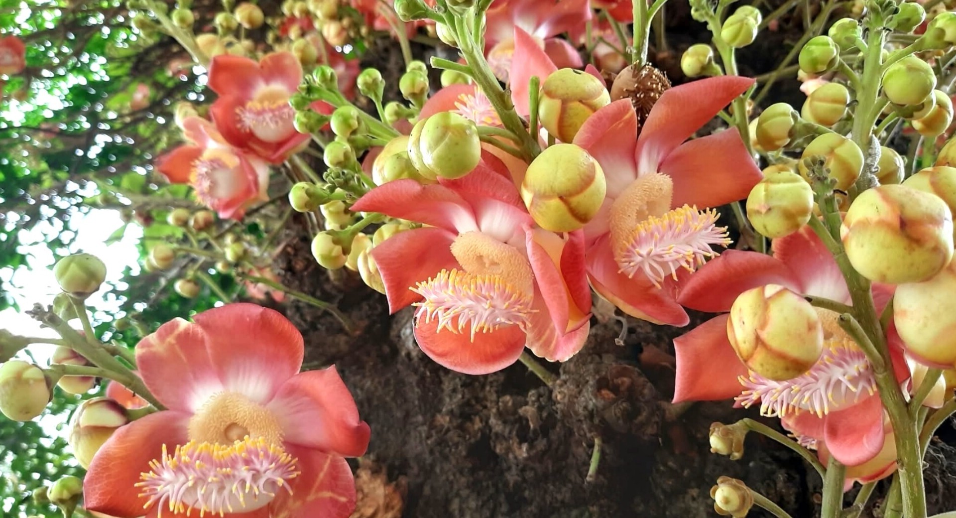 thumbnail_1000138537