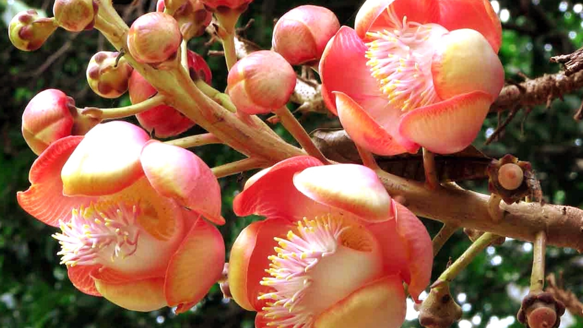 thumbnail_1000138539