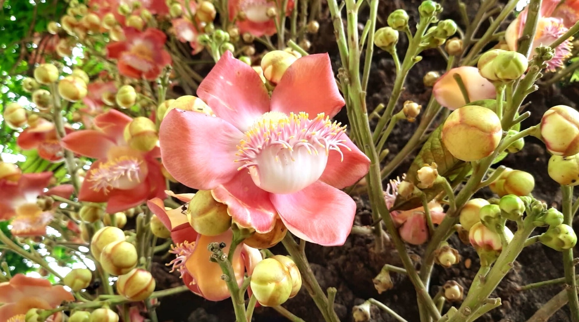 thumbnail_1000138541