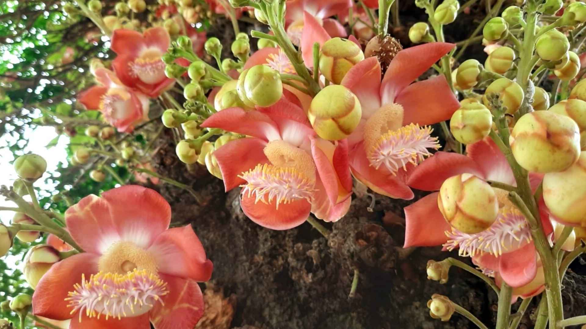 শোভা ছড়াচ্ছে অদ্ভুত সুন্দর নাগলিঙ্গম