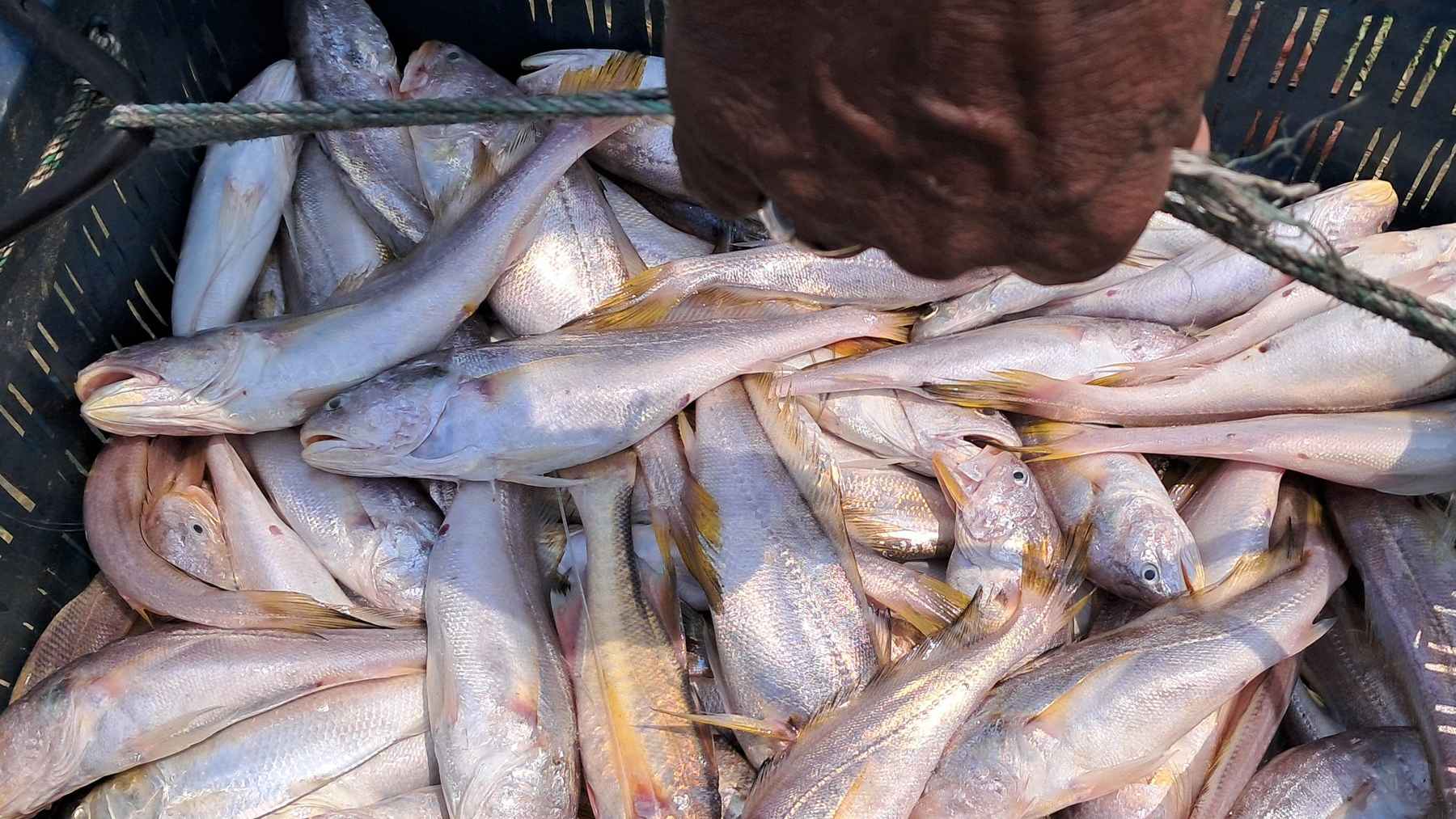 মেঘনায় কাঙ্ক্ষিত ইলিশ না পেলেও ধরা পড়ছে বিভিন্ন প্রজাতির মাছ