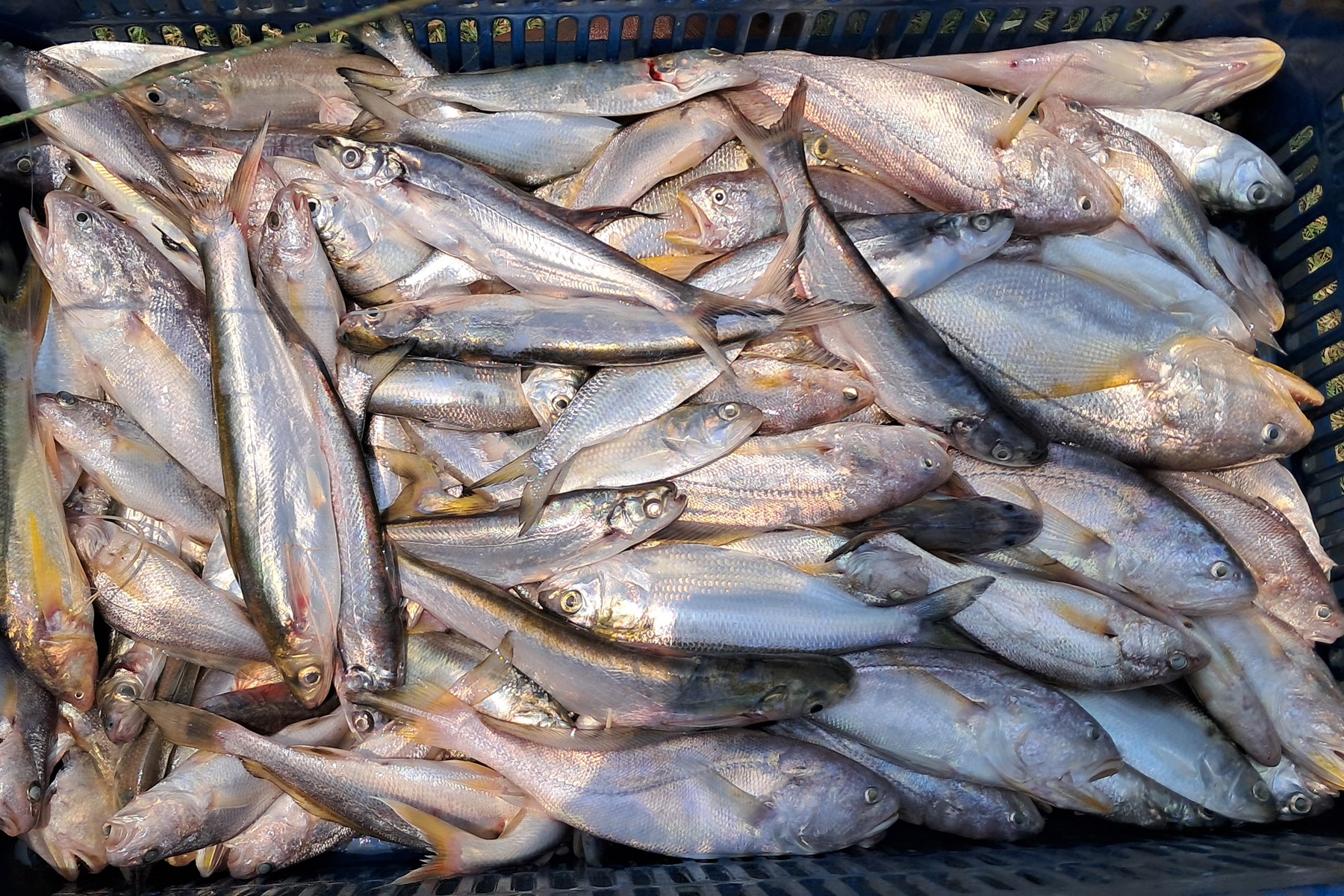 thumbnail_1000140496