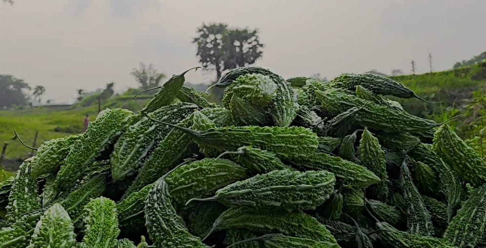 thumbnail_1000305481