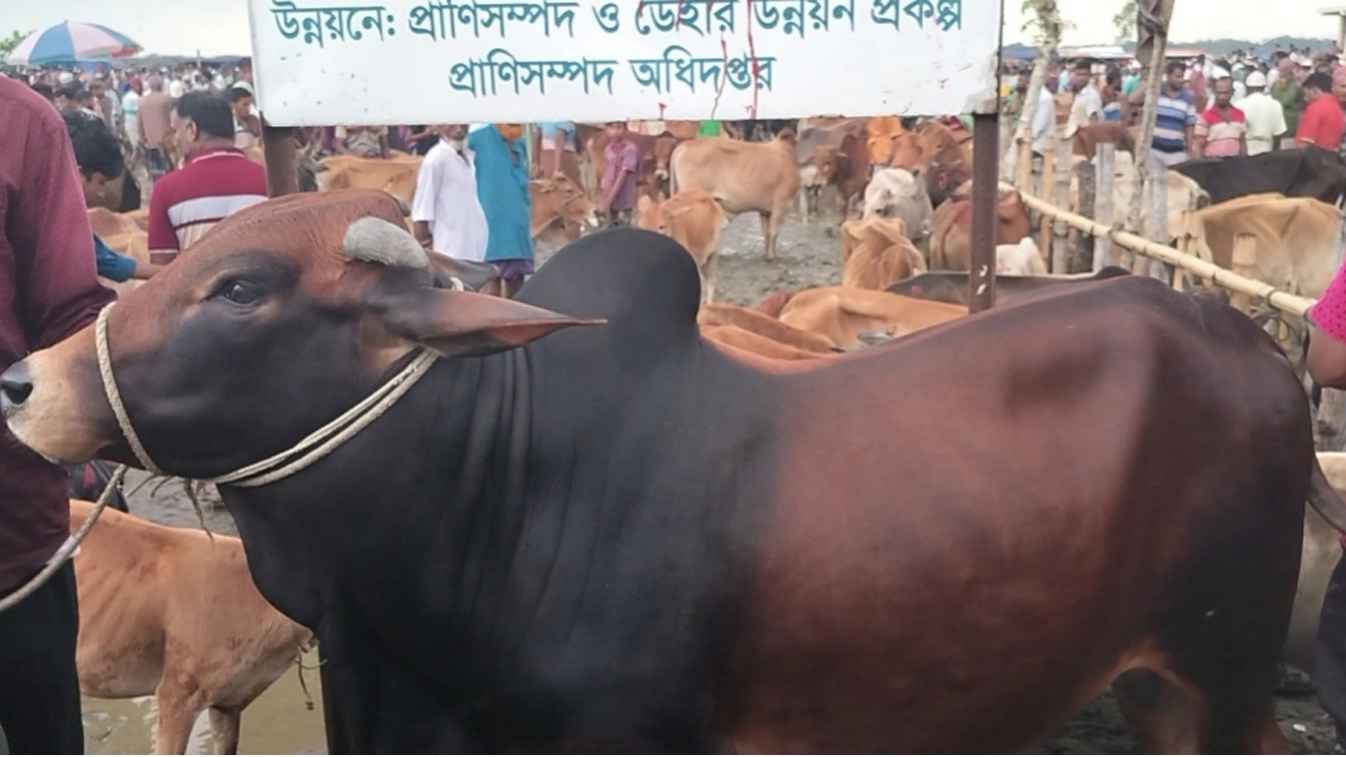 বরগুনায় কোরবানির পশু সরবরাহ বেশি দাম কম, চাঁদার ভয়ে বিপাকে ব্যবসায়ীরা