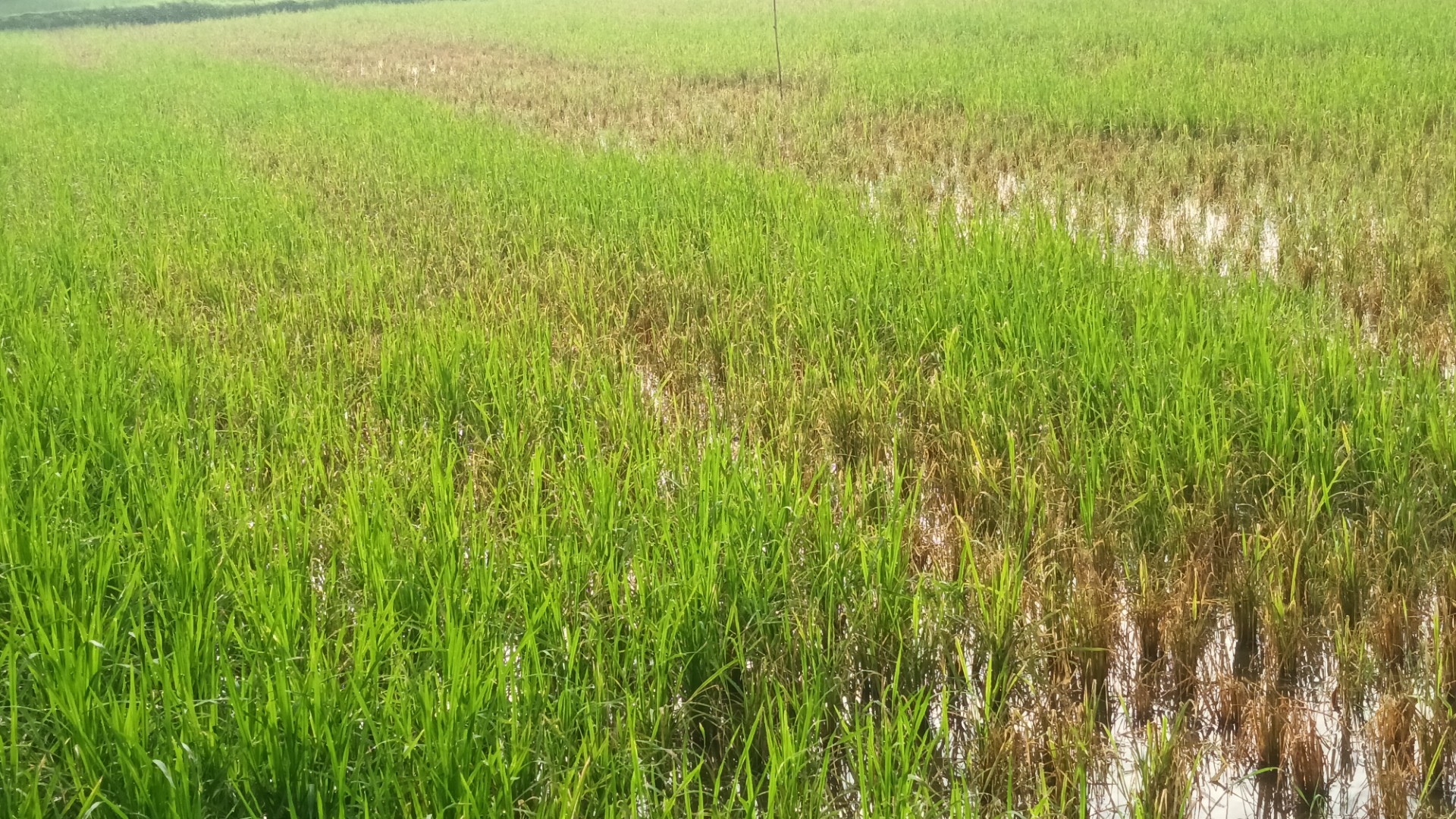 thumbnail_20250524_071539