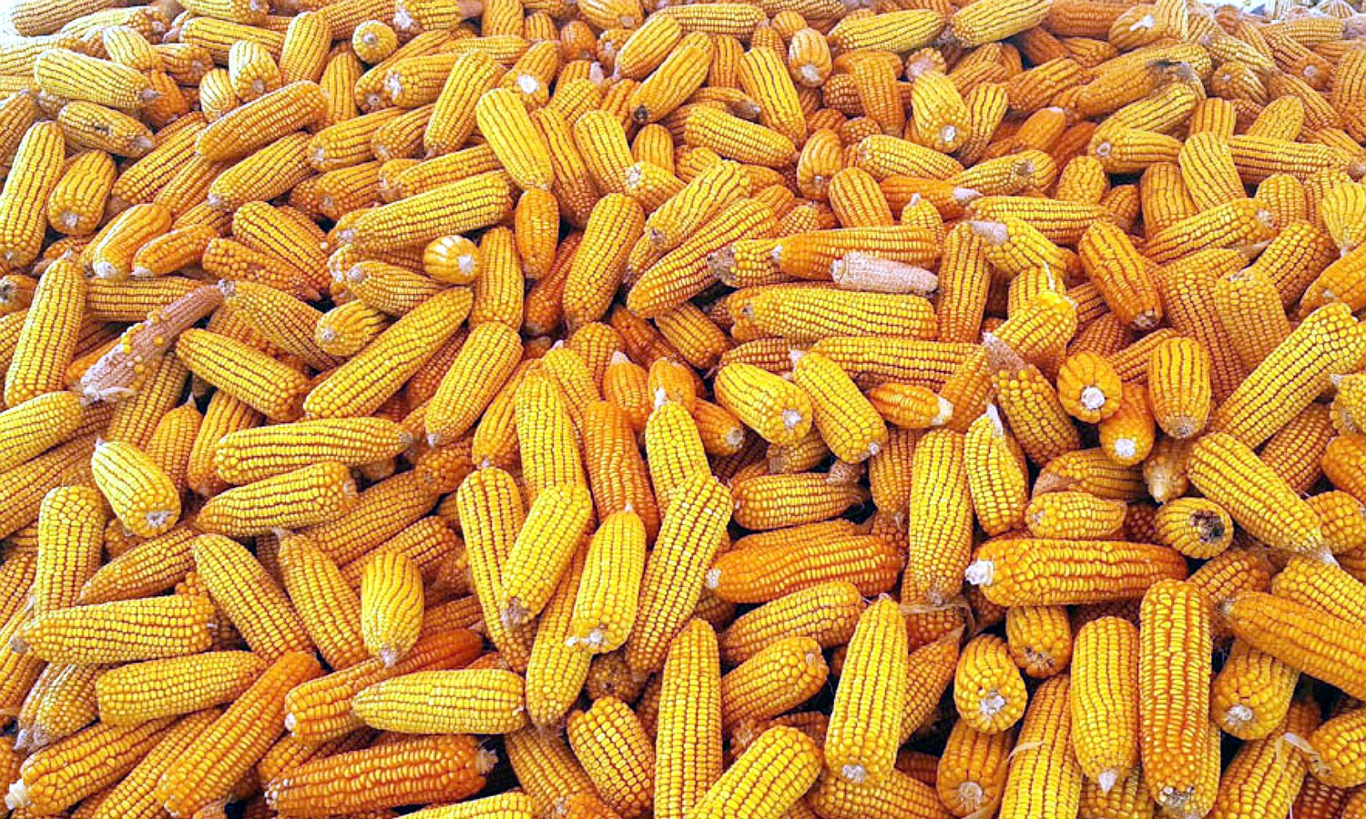 thumbnail_Dinajpur_-1