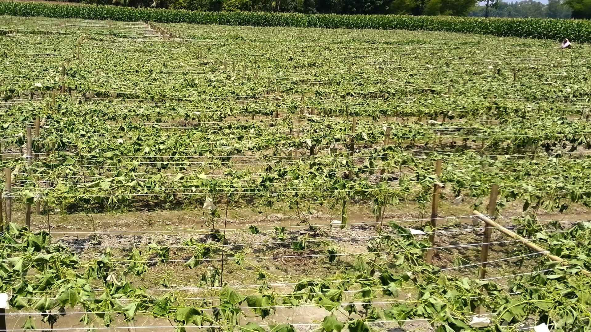 Farmer