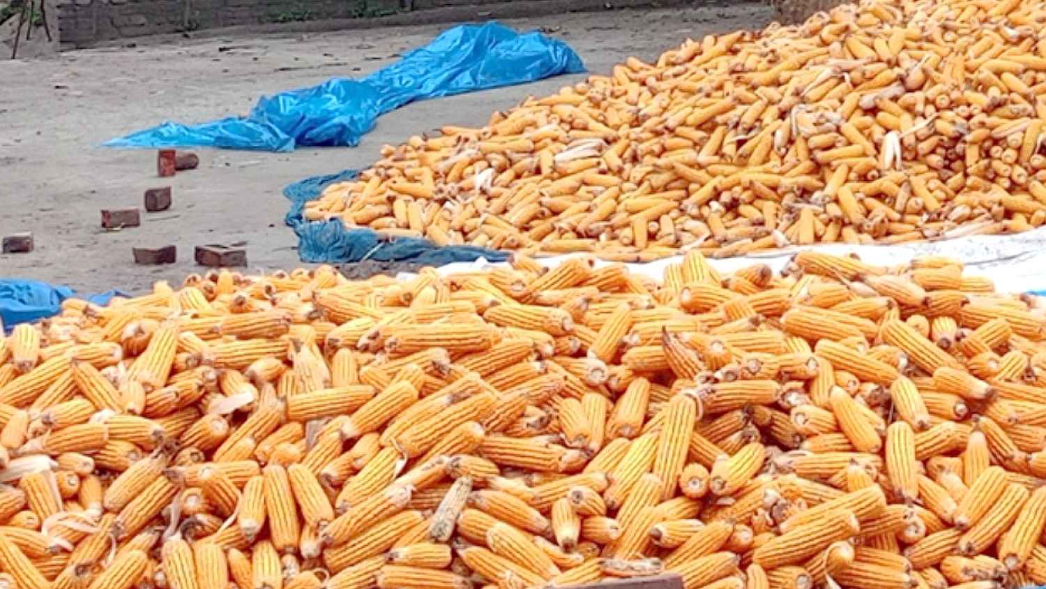 ভুট্টার বাম্পার ফলন হলেও দাম নিয়ে হতাশ চাষিরা