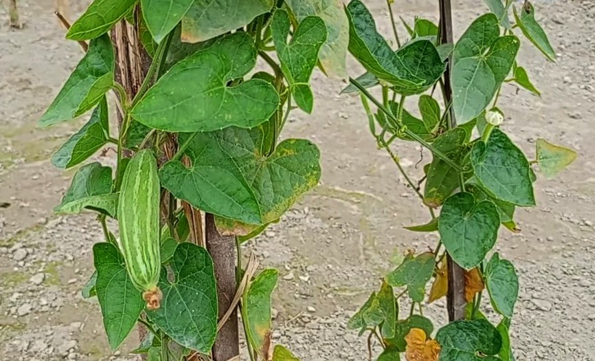 thumbnail_Dinajpur_-_2