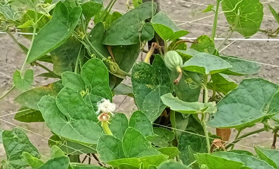 thumbnail_Dinajpur_-_3