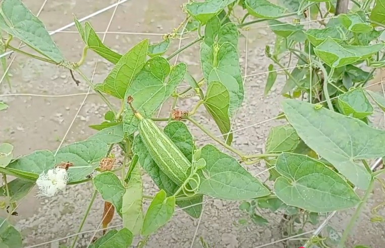 thumbnail_Dinajpur_-_4