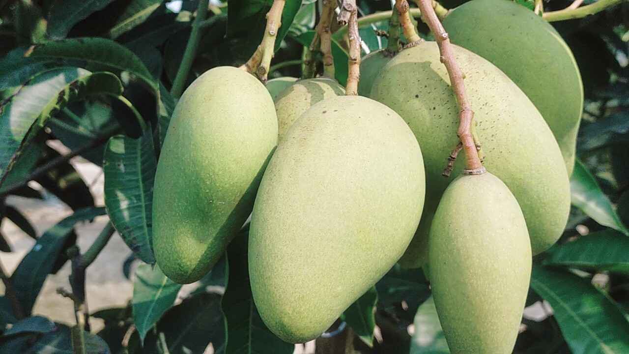 Mango