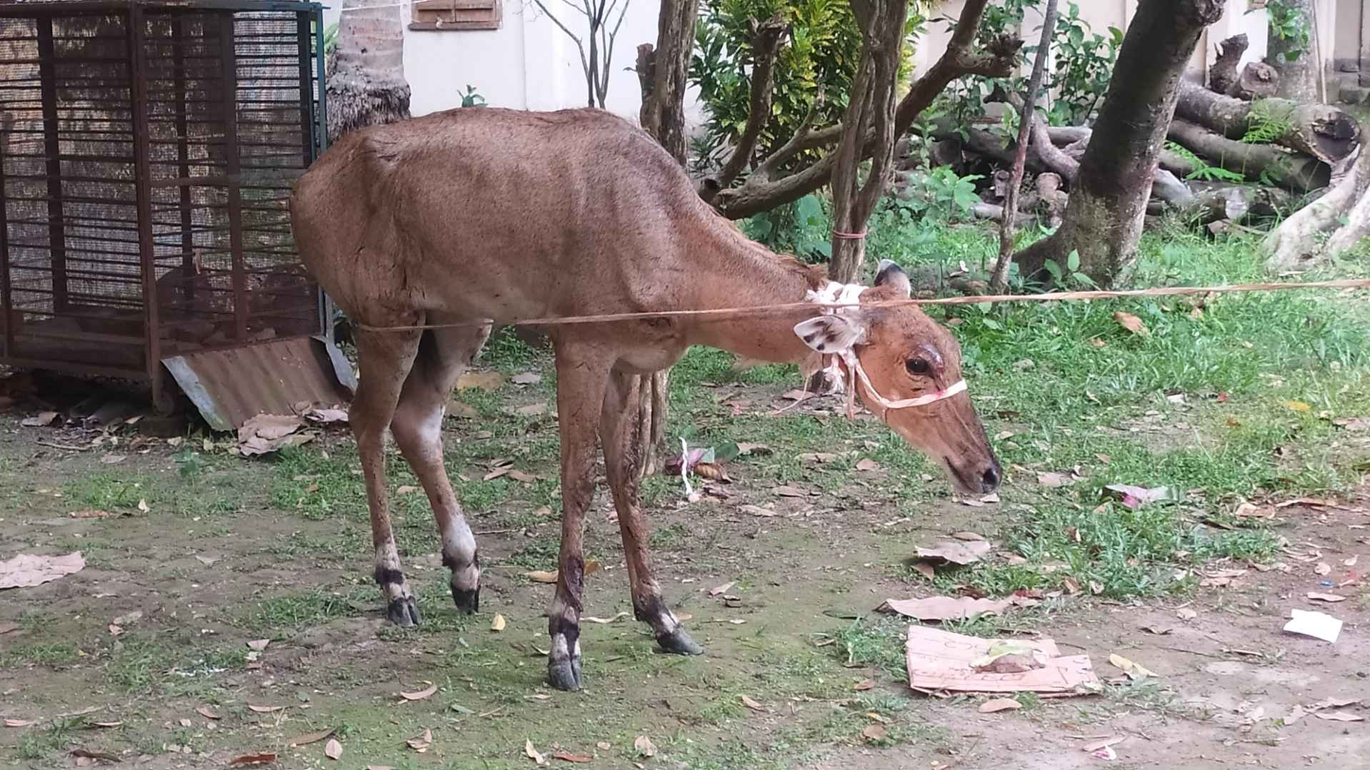 পঞ্চগড়ে আহত অবস্থায় বিলুপ্ত প্রজাতির নীলগাই উদ্ধার