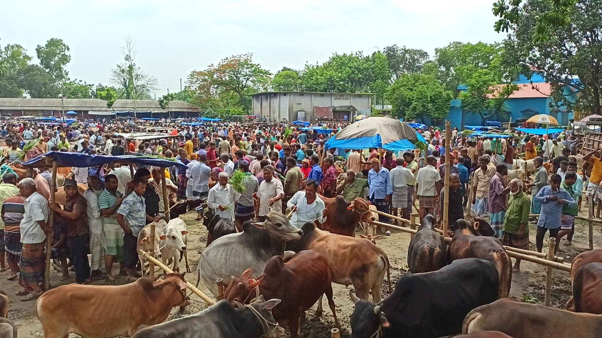 ঠাকুরগাঁওয়ে জমজমাট কোরবানি পশুর হাট, ক্রেতা খুশি হলেও বিক্রেতা নাখোশ
