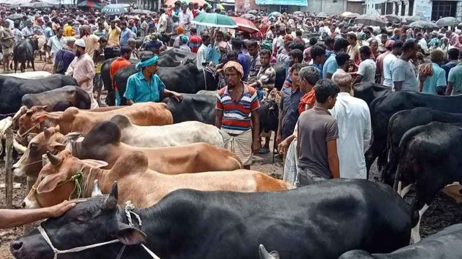নাটোরে ৫ লাখ কোরবানির পশু প্রস্তত: শেষ সময়ে পশু যত্নে ব্যস্ত খামারিরা