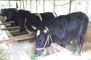 thumbnail_IMG_20250526_112600